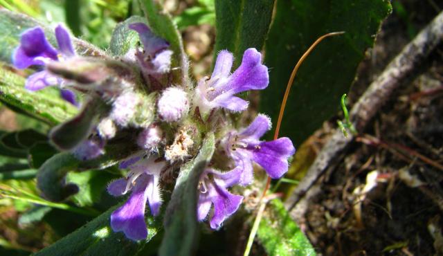 Austral Bugle