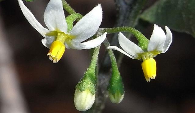 Black Nightshade Biodiversity Of The Western Volcanic Plains