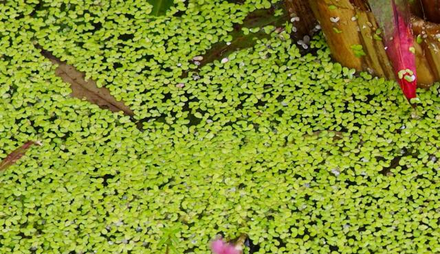 Common Duckweed