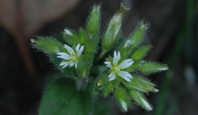 Common Mouse-ear Chickweed