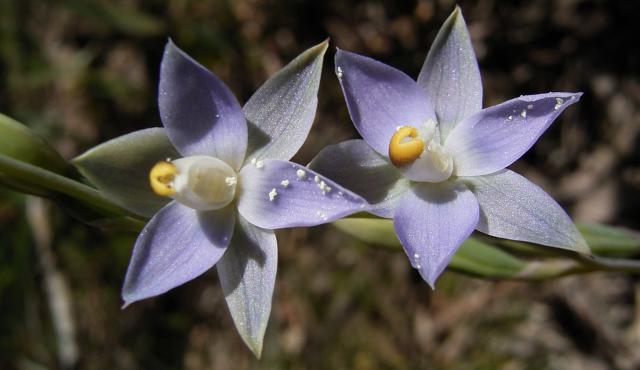 Grassland Sun-orchid