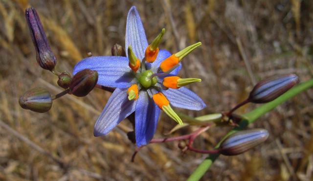 Matted Flax Lily