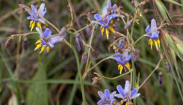 Matted Flax Lily