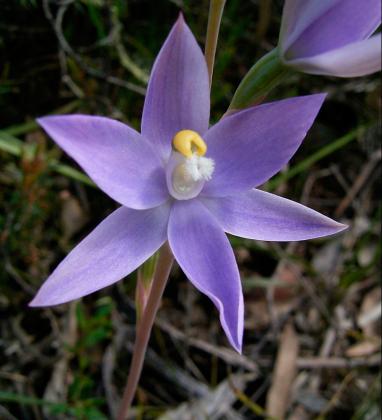Scented Sun-orchid
