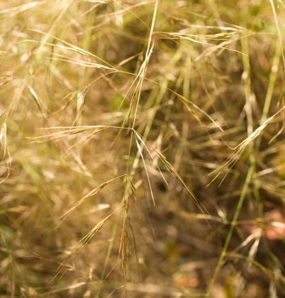 Short-crest Spear-grass