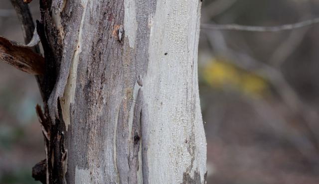 Yellow Gum