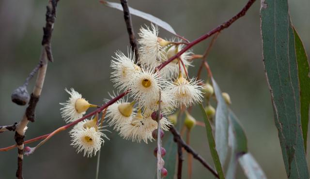 Yellow Gum