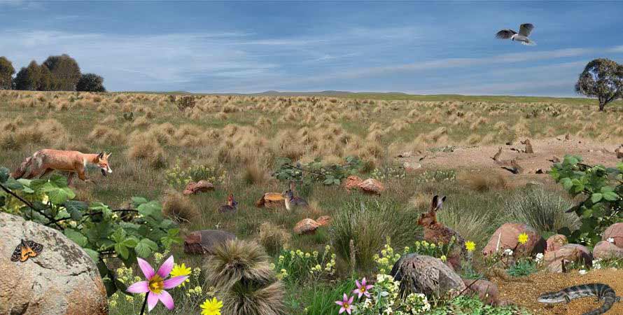 Grasslands before management