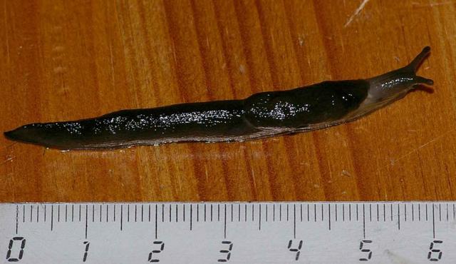 Black-keeled Slug