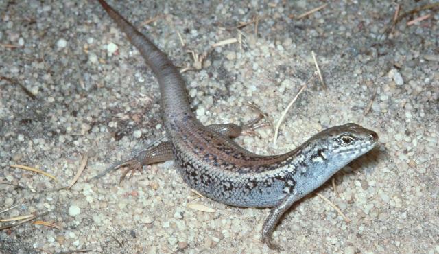 Centralian Ranges Rock-skink