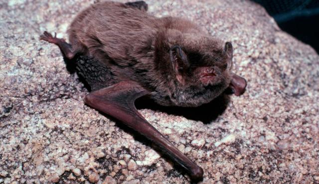 Southern Bent-wing Bat