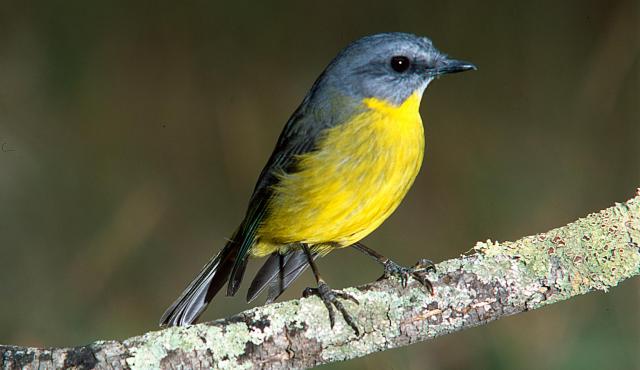 Eastern Yellow Robin