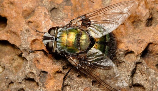 Green Tachinid Fly