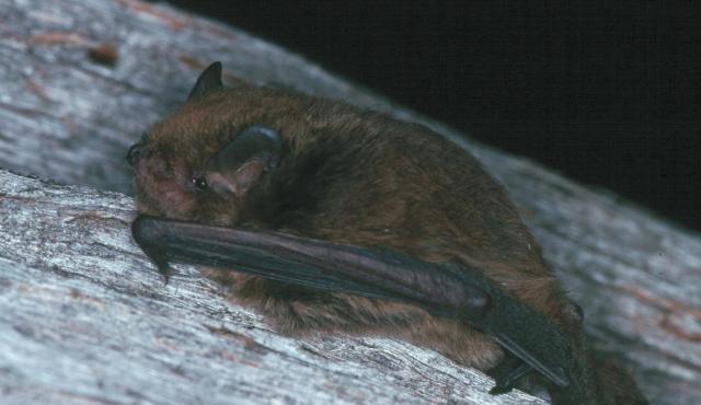 Large Forest Bat