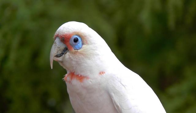 Long-billed Corella