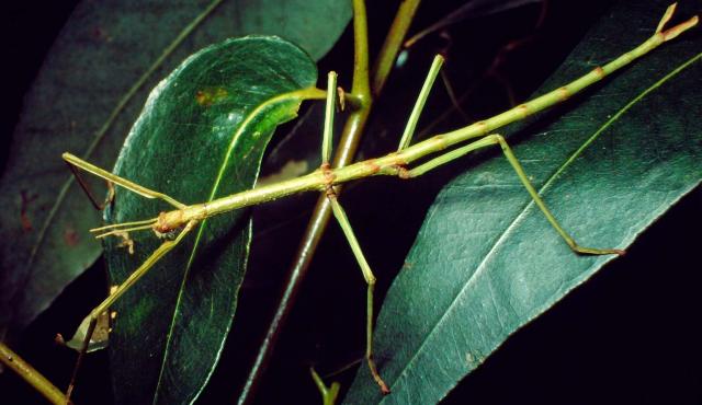 Margined-winged Stick Insect