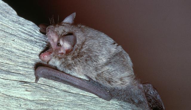 Southern Forest Bat