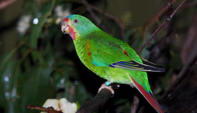Swift Parrot (non-breeding)