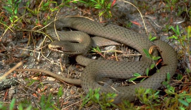 White-lipped Snake