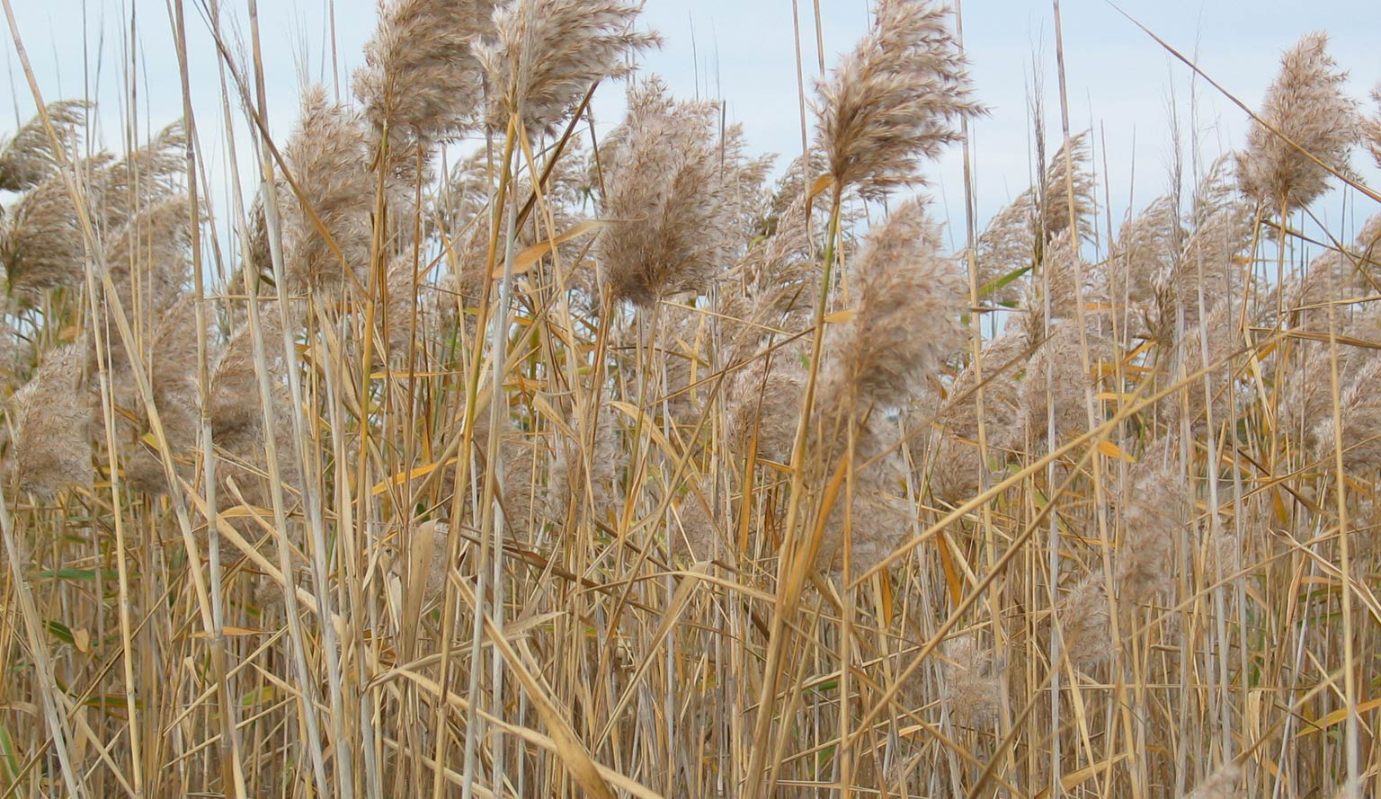 Common Reed - Colleen Miller