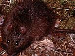Australian Swamp Rat