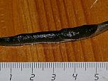 Black-keeled Slug