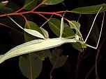 Children's Stick Insect
