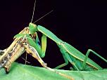 Garden Mantis