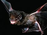 Gould's Wattled Bat