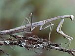 Grass Mantis 