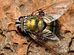 Green Tachinid Fly