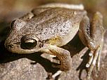 Lesueur's Frog
