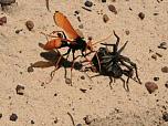Orange Spider-wasp