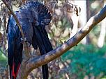 Red-tailed Black Cockatoo (south-eastern)