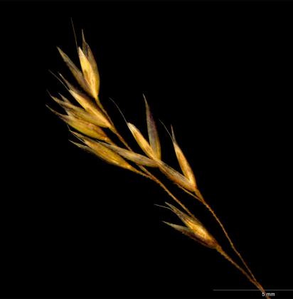 Adamson's Blown Grass - The State of Victoria, Department of Environment and Primary Industries/AJ Brown Adamson's Blown Grass