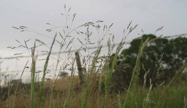 Adamson's Blown Grass - The State of Victoria, Department of Environment and Primary Industries/AJ Brown Adamson's Blown Grass