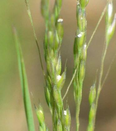 Adamson's Blown Grass - The State of Victoria, Department of Environment and Primary Industries/AJ Brown Adamson's Blown Grass
