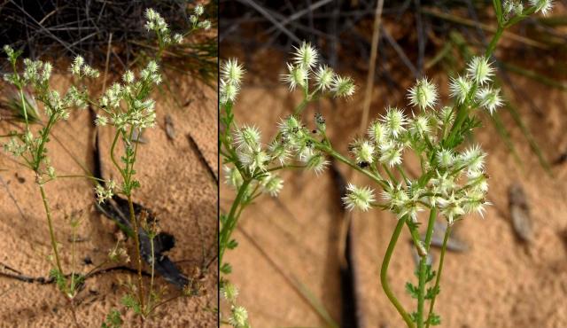 Austral Carrot - Russell Best via NatureShare Austral Carrot