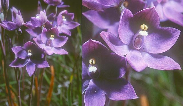 Basalt Sun-orchid