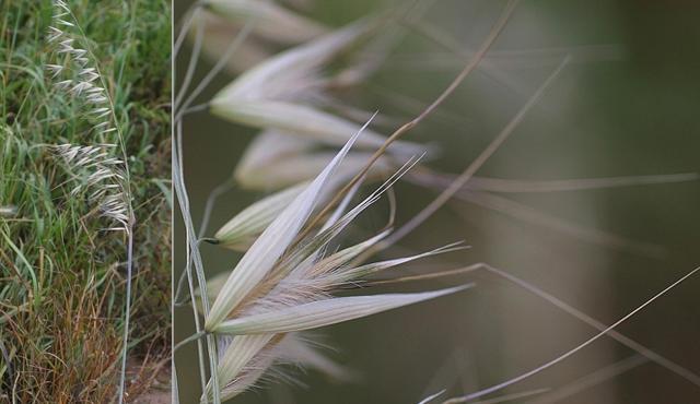 Bearded Oat - Paul Gullan/Viridans Images Bearded Oat