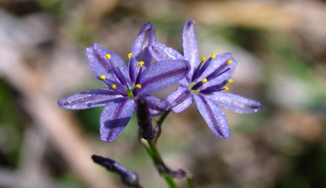 Blue Grass Lily