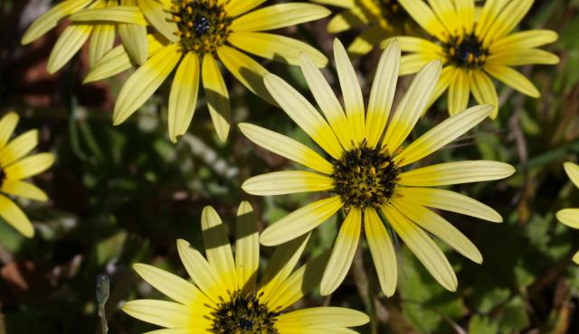 Cape Weed