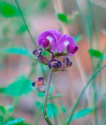 Clover Glycine - Colleen Miller Clover Glycine