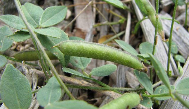 Clover Glycine - Colleen Miller Clover Glycine