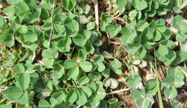 Clover Glycine - Elspeth Swan Clover Glycine