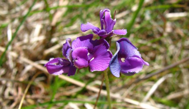 Clover Glycine - Cathy Powers Clover Glycine