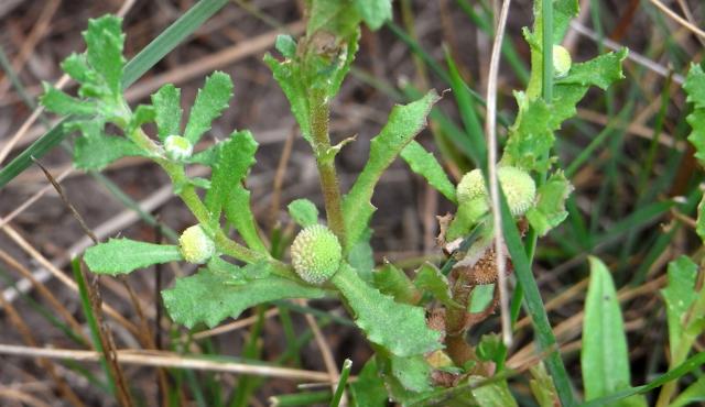 Common Sneeze weed - Russell Best via NatureShare Common Sneeze weed