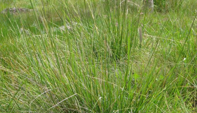 Common Wheat Grass
