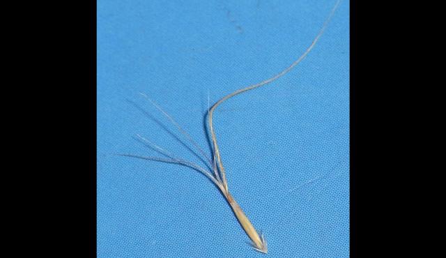 Five-awned Spear-Grass