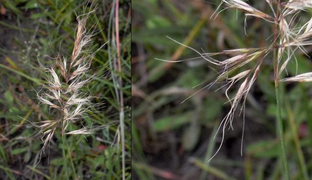 Five-awned Spear-Grass